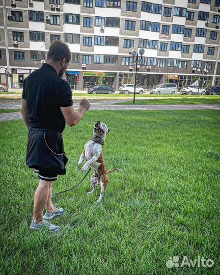 Кинолог. Зоопсихолог