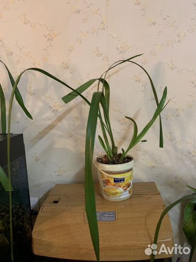 Орхидея цимбидиум