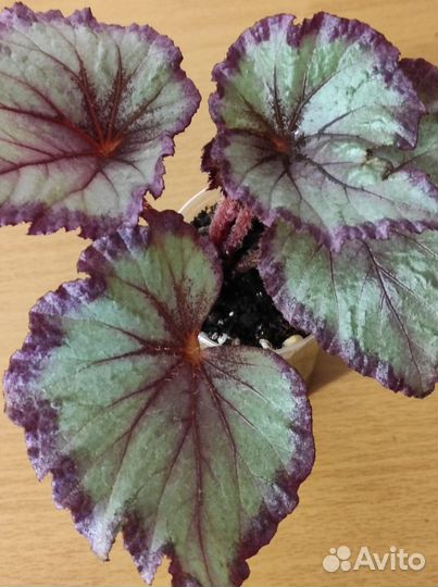 Комнатные растения