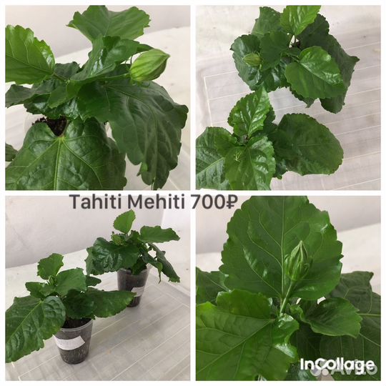 Сортовые гибискусы