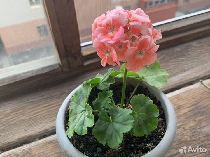 Пеларгония герань розобудная