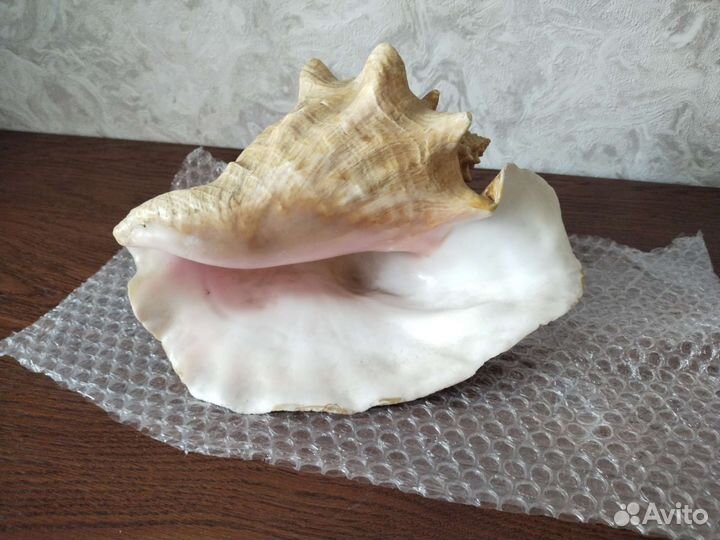 Морские ракушки