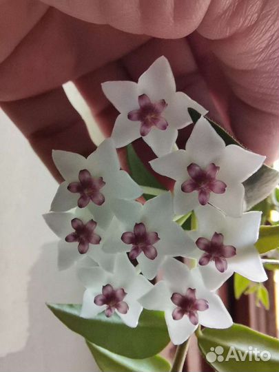 Хойи pubicalyx, bella, australis LIsa,Macrophylla