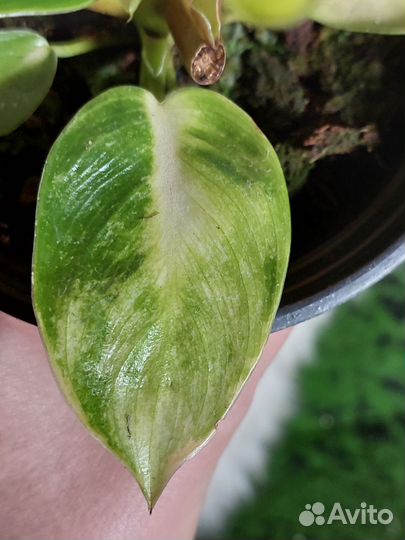 Филодендрон мунлайт