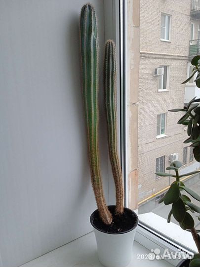 Кактусы и суккуленты