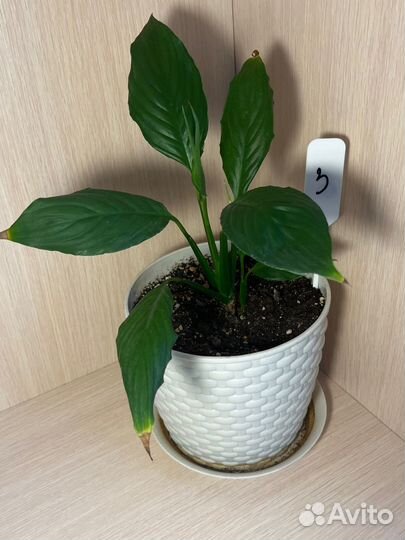 Цветок женское счастье