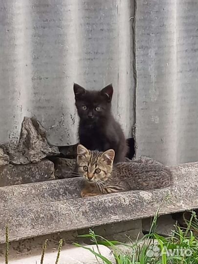 Милые котята в добрые руки