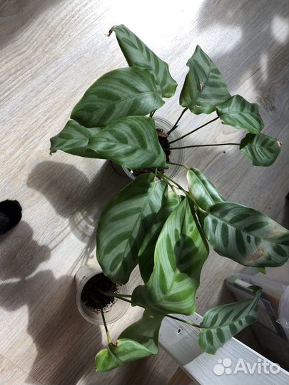 Калатея Белла