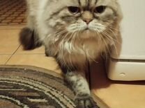 Персидская кошка/ Кот / В добрые руки