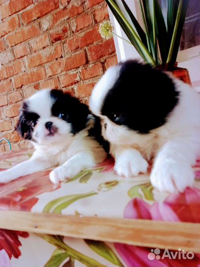 Японский хин