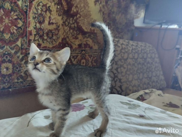 Кошка британская короткошерстеая