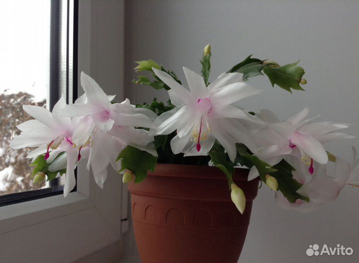 Декабрист Шлюмбергера разных сортов