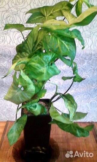 Комнатные растения