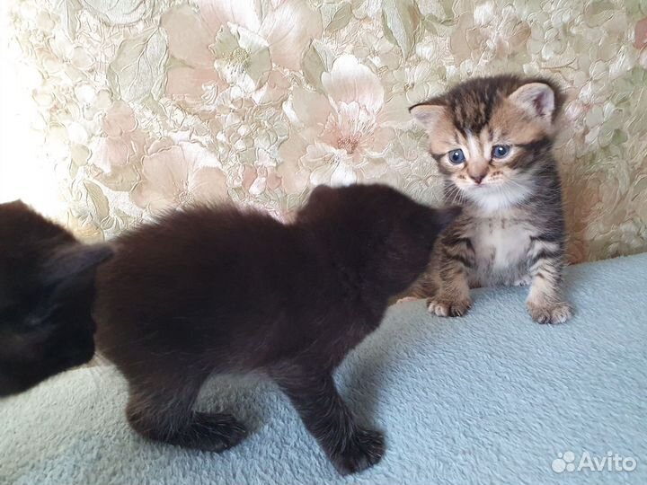 Котята шотландской