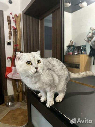 Котик в добрые руки