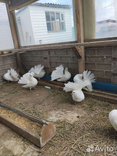 Голуби павлины