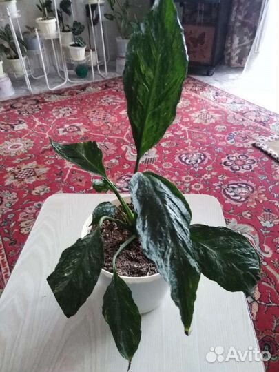 Спатифиллум джемени