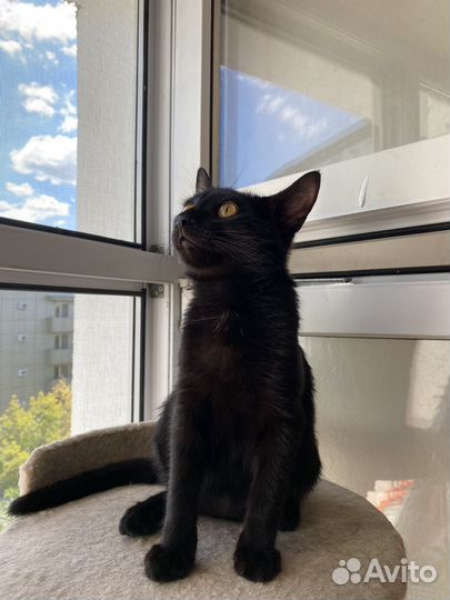 Котенок