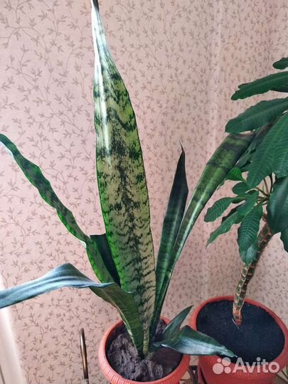 Комнатные цветы