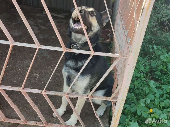 Вязка кобель