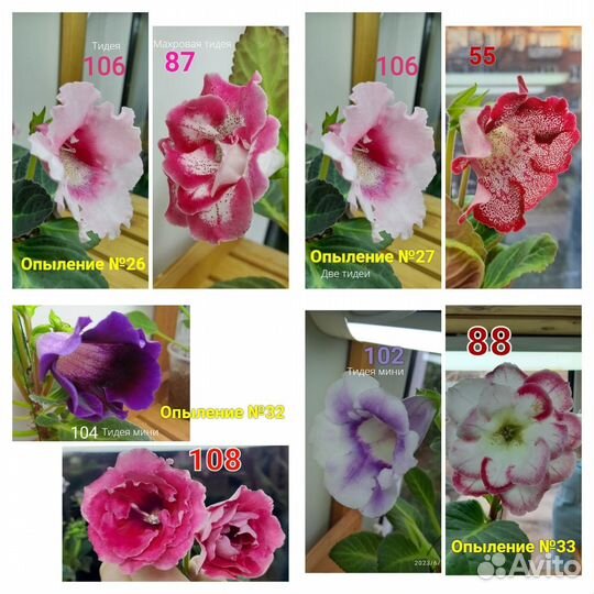 Глоксинии и тидеи семена часть 3