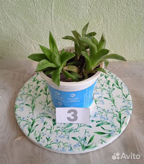 Суккуленты