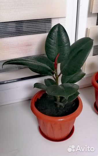 Фикус каучуконосный