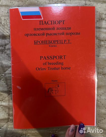 Орловский жеребец