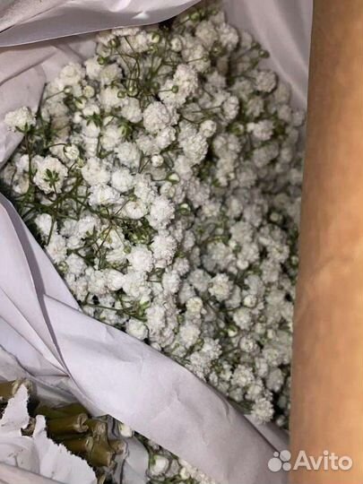 Гипсофила опт