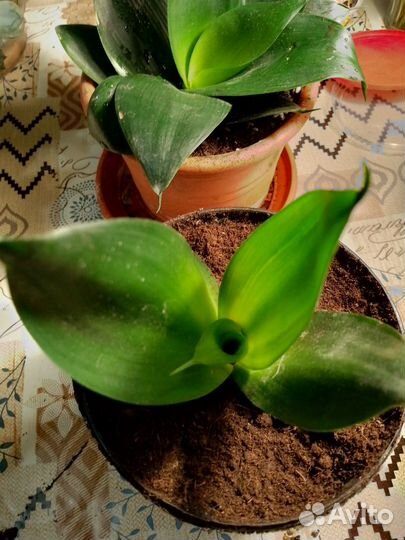 Сансевиерии сортовые