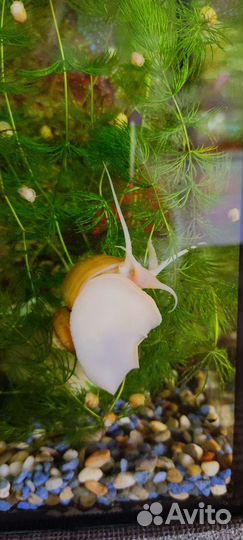 Улитки аквариумные