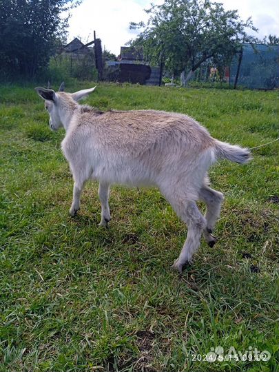 Продам козлят, коз