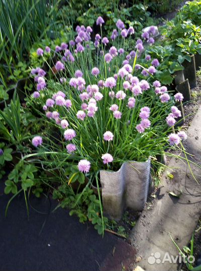 Садовые цветы и растения