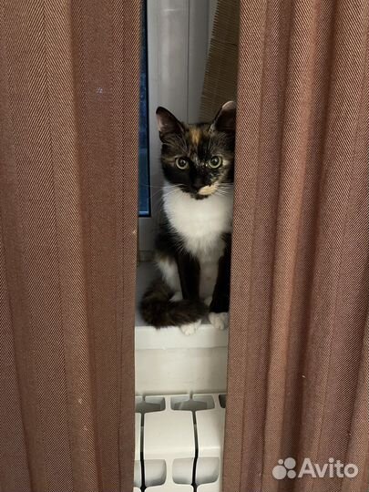 Отлов кошек