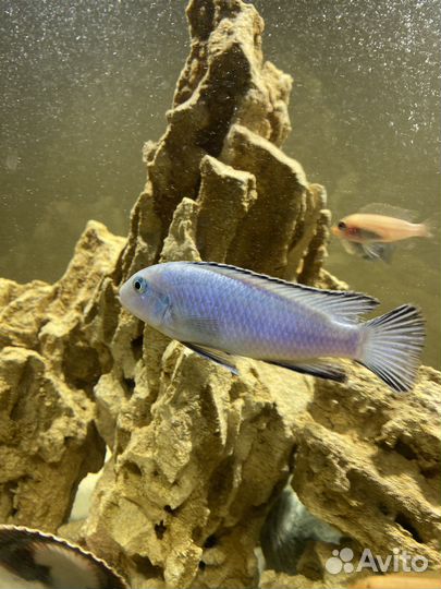 Аквариумные рыбки