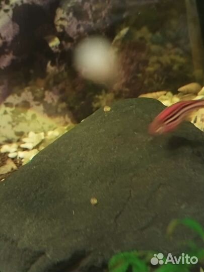 Улитки ампулярии