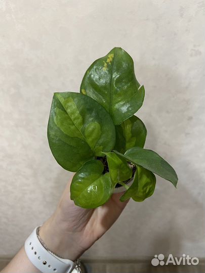 Эпипремнум