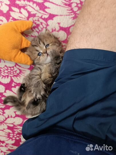 Шотландская девочка