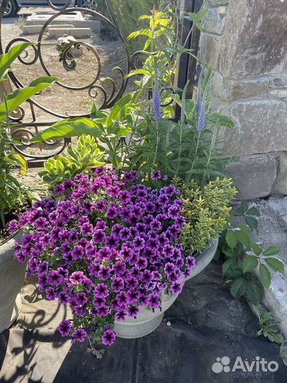 Цветы в кадка, вазонах, кашпо