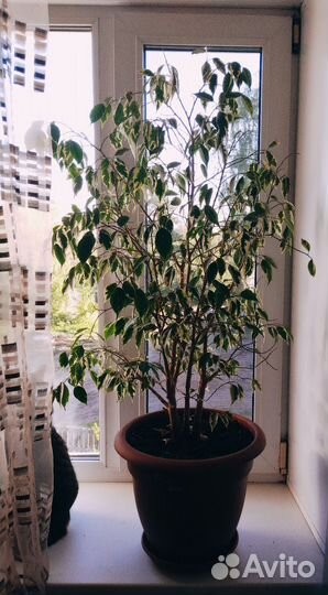 Фикус Бенджамина пестролистный