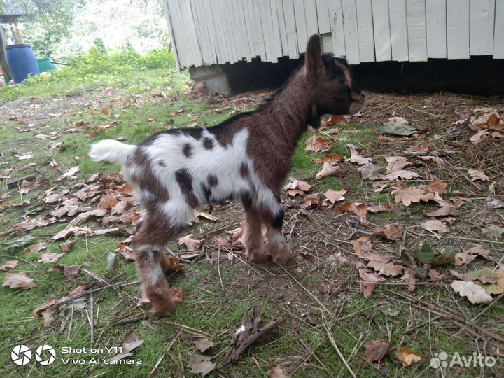 Камерунские козлята