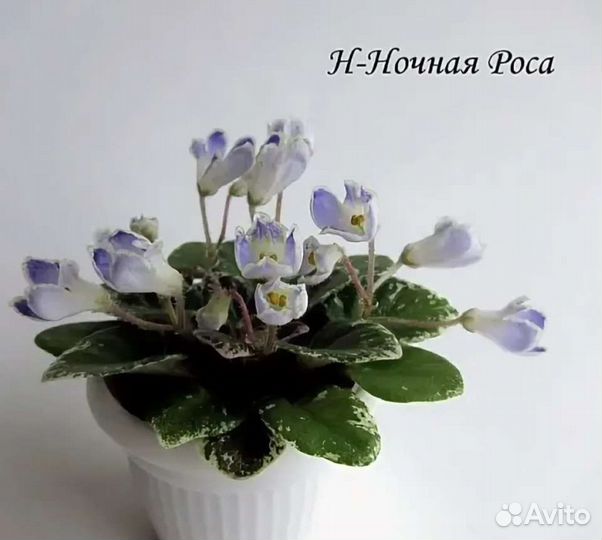 Фиалка мини