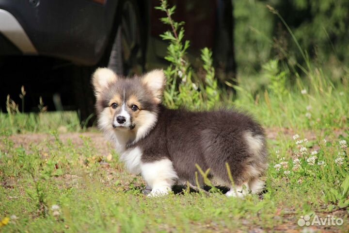 Вельш-корги пемброк