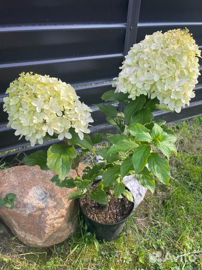 Гортензии компактные сорта