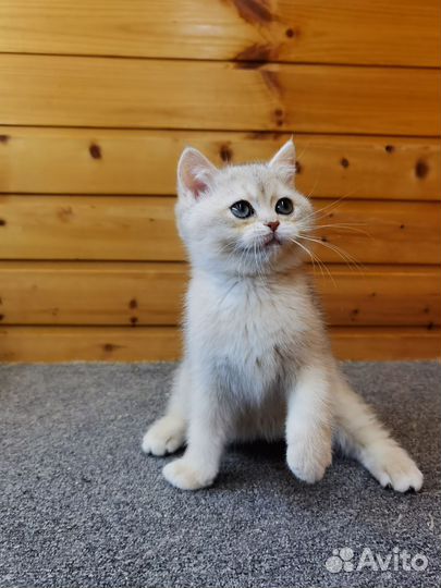 Голубая золотая шиншилла