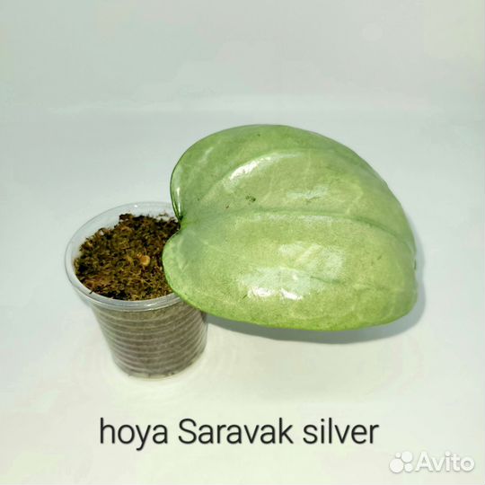 Hoya Saravak silver, Polineyra variegata и др