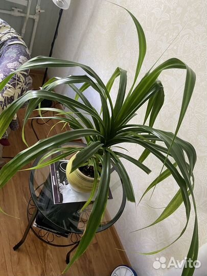 Панданус (винтовая пальма)