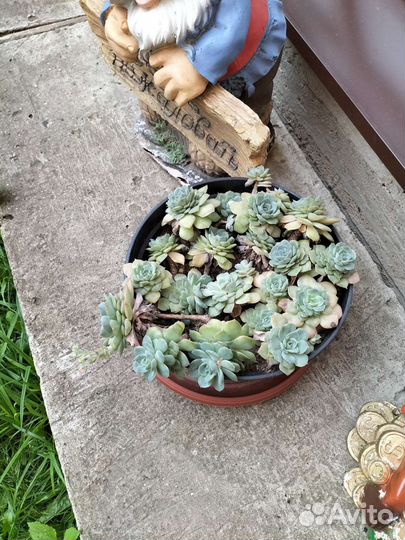 Суккуленты