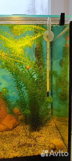 Аквариум с оборудованием и обитателями