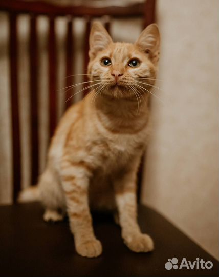 Котик в добрые руки